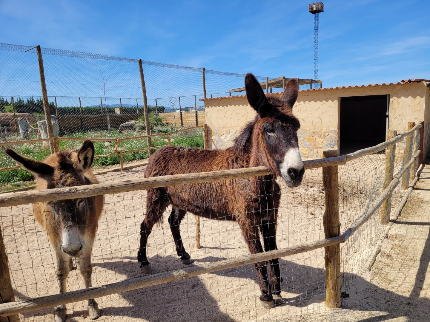 Domestic donkey exhibit -Tierra Rapaz (2024)