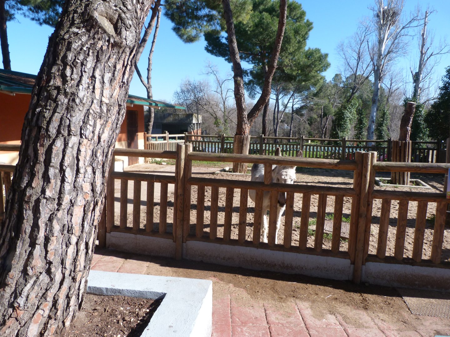 Domestic donkey exhibit -Zoo Aquarium de Madrid (2025)