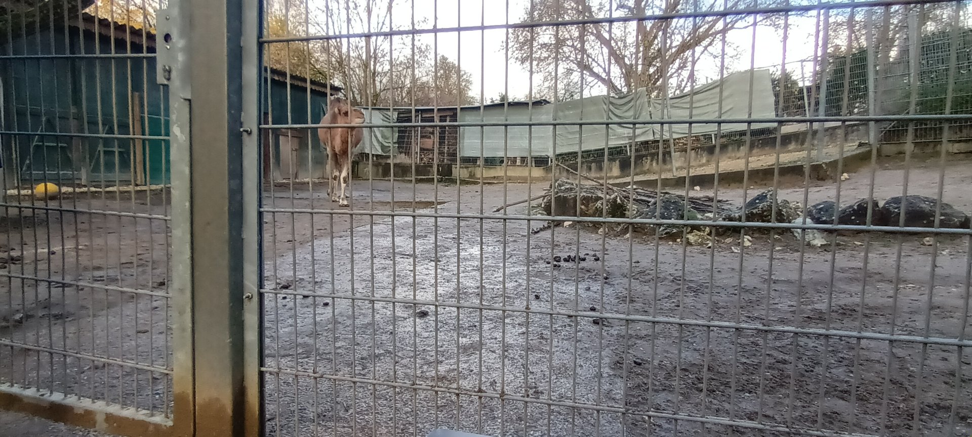Domestic Donkey, Jacobs Sheep and Dromedary Camel Enclosure