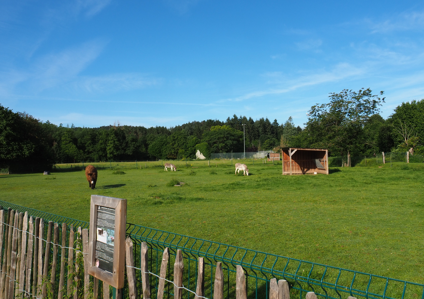 Domestic donkey paddock, 2021-08-15