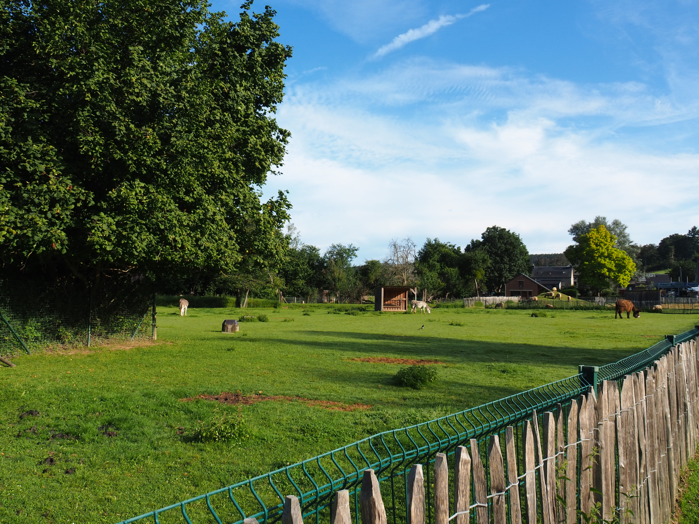 Domestic donkey paddock, 2021-08-15