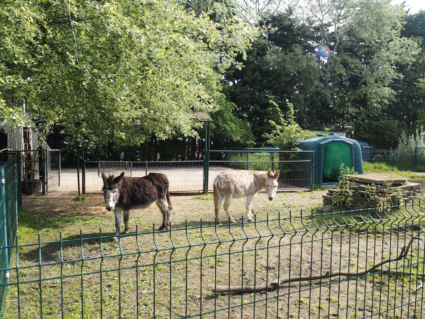 Domestic donkey paddock, 2024-05-11