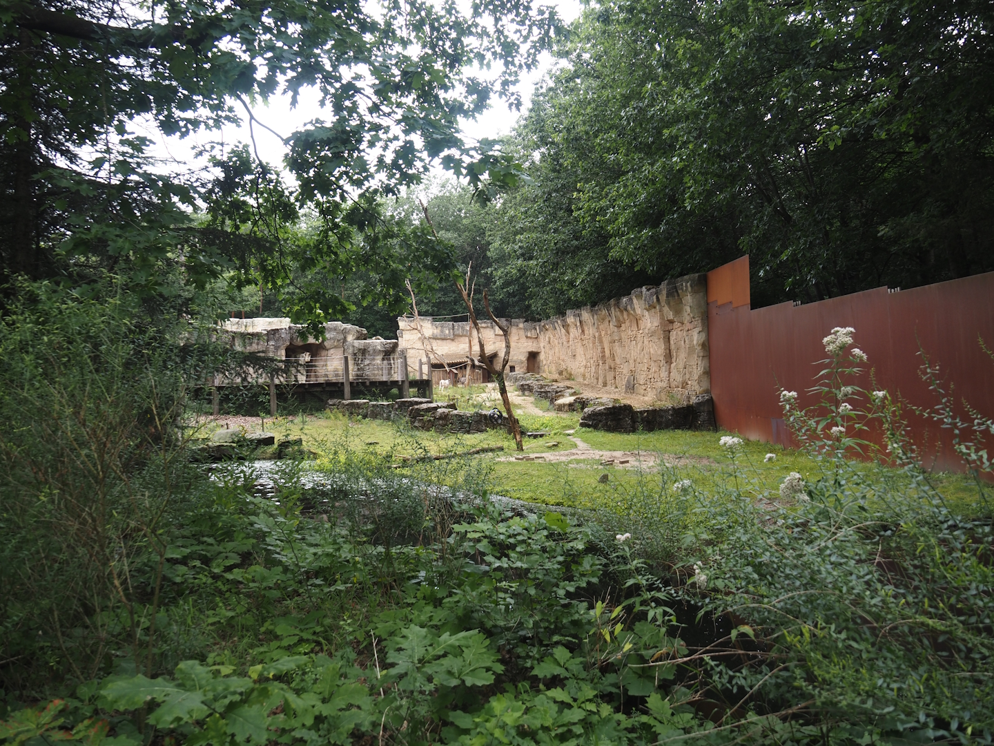 Domestic donkey paddock in the Barbary macaque area, 2024-08-18