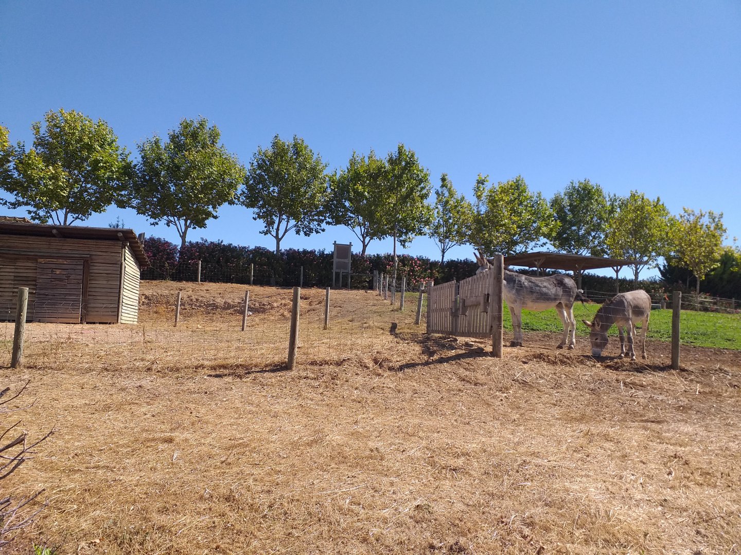Domestic donkey paddock -Sendaviva (2020)
