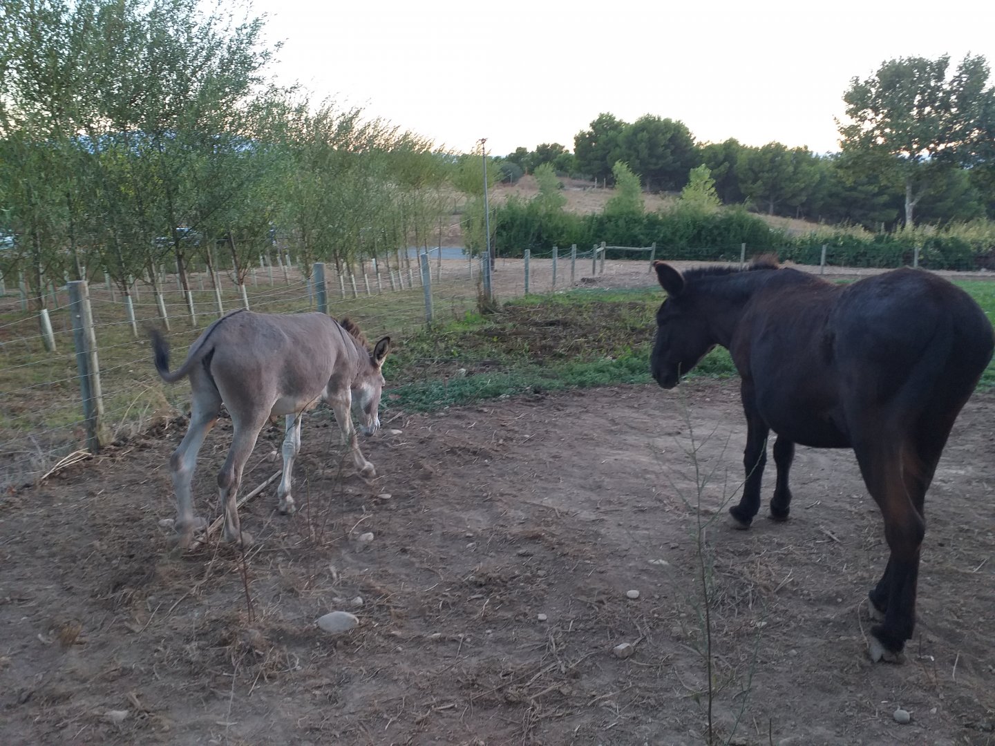 Domestic donkey paddock -Sendaviva (2020)