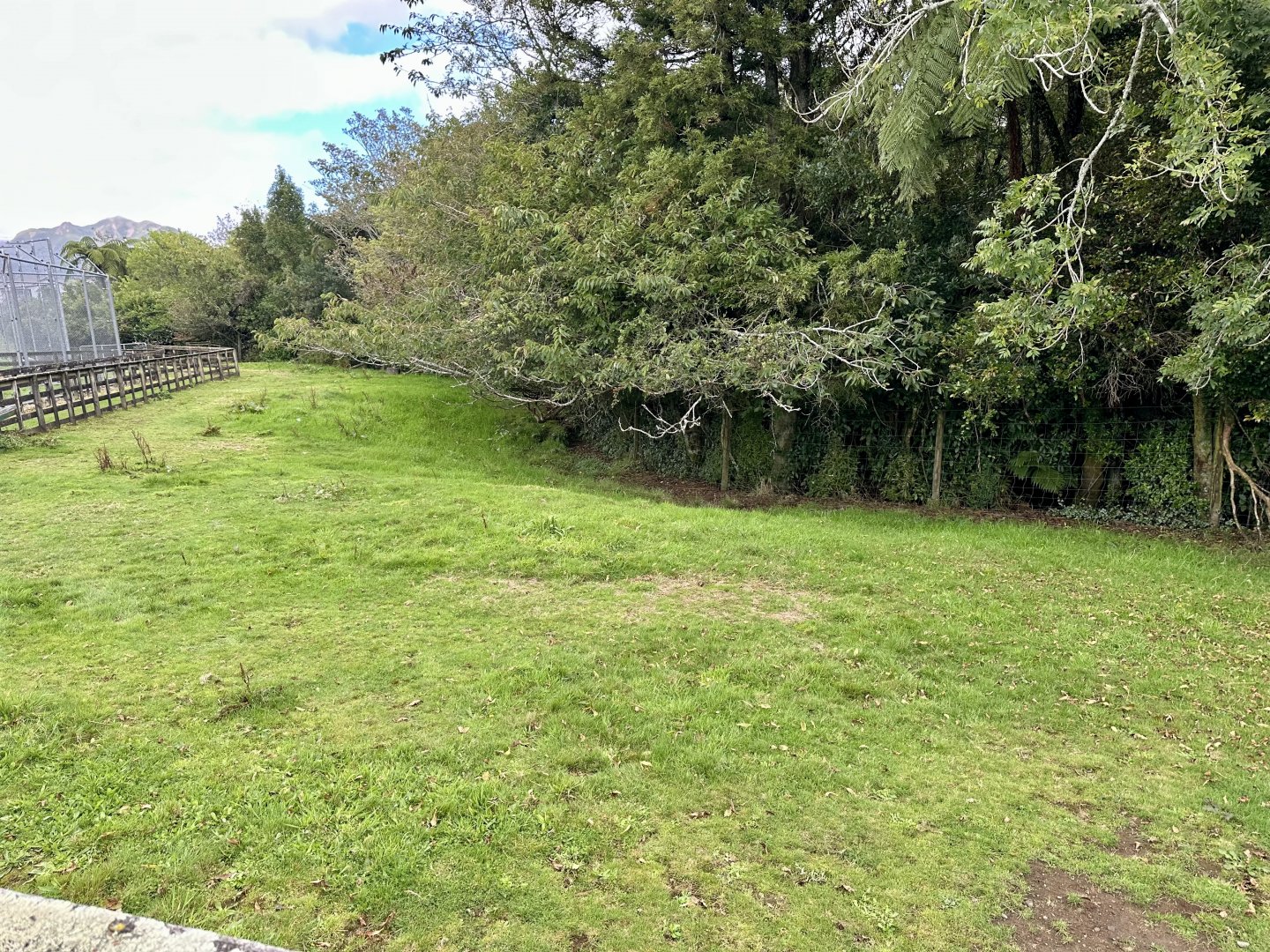 Domestic Donkey Paddock