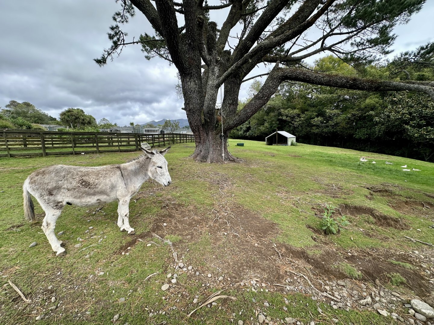 Domestic Donkey Paddock