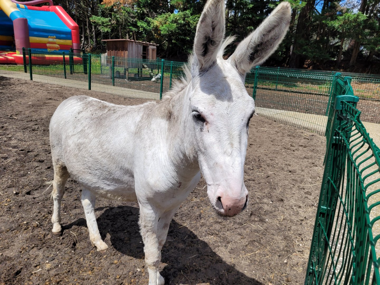Domestic donkey -Zoo du bassin d'Arcachon (2024)