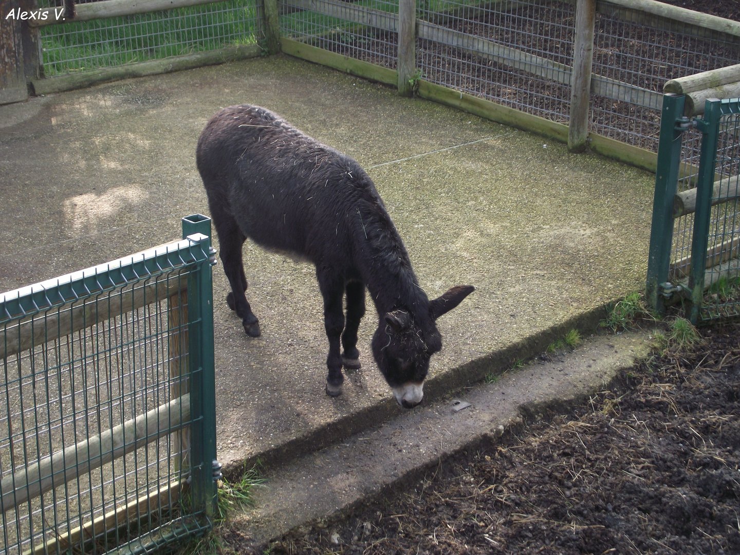 Domestic Donkey - Zooparc de Beauval - 03/2022