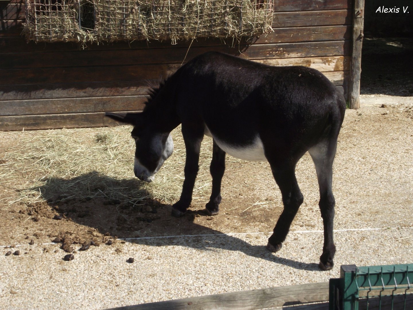 Domestic Donkey - Zooparc de Beauval - 08/2021