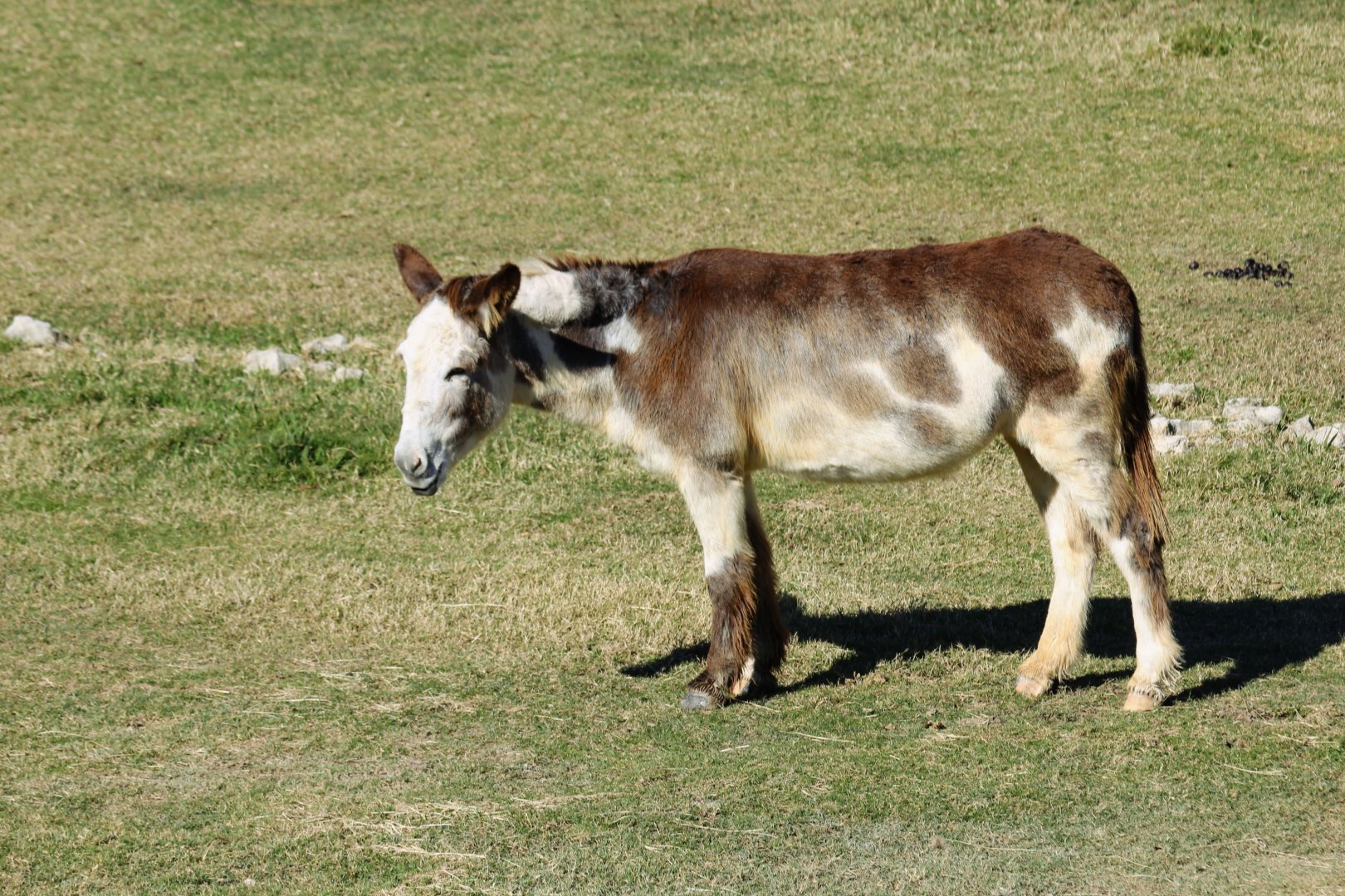 Domestic Donkey