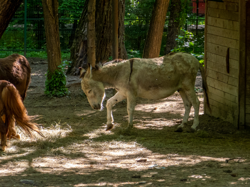 domestic donkey