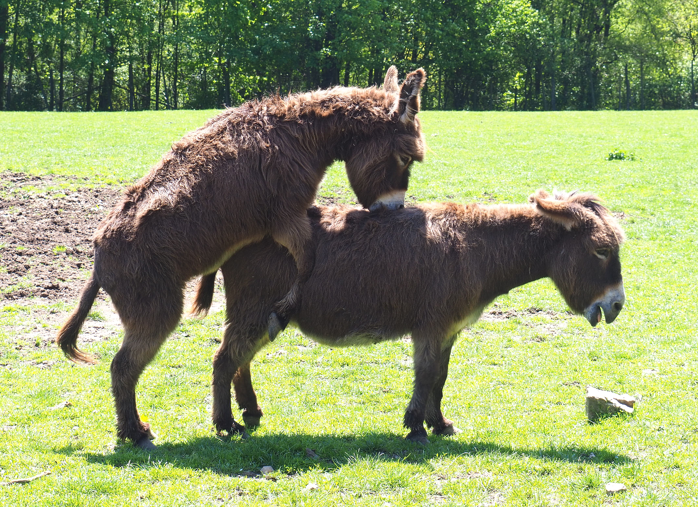 Domestic donkeys (Equus africanus asinus), 2021-05-29