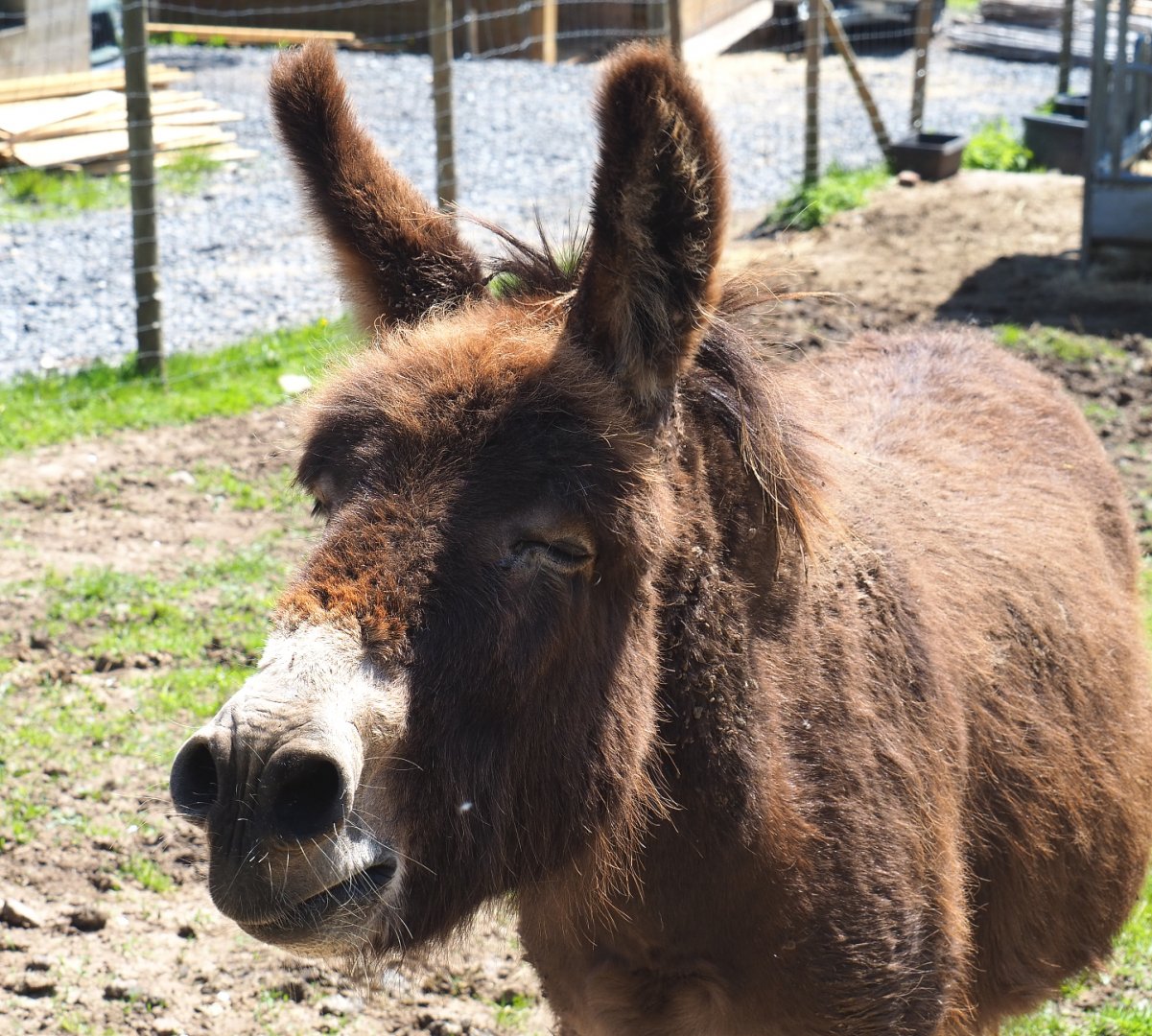 Domestic donkeys (Equus africanus asinus), 2021-05-29