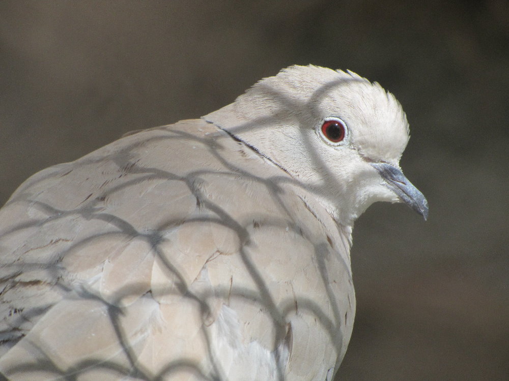 domestic dove