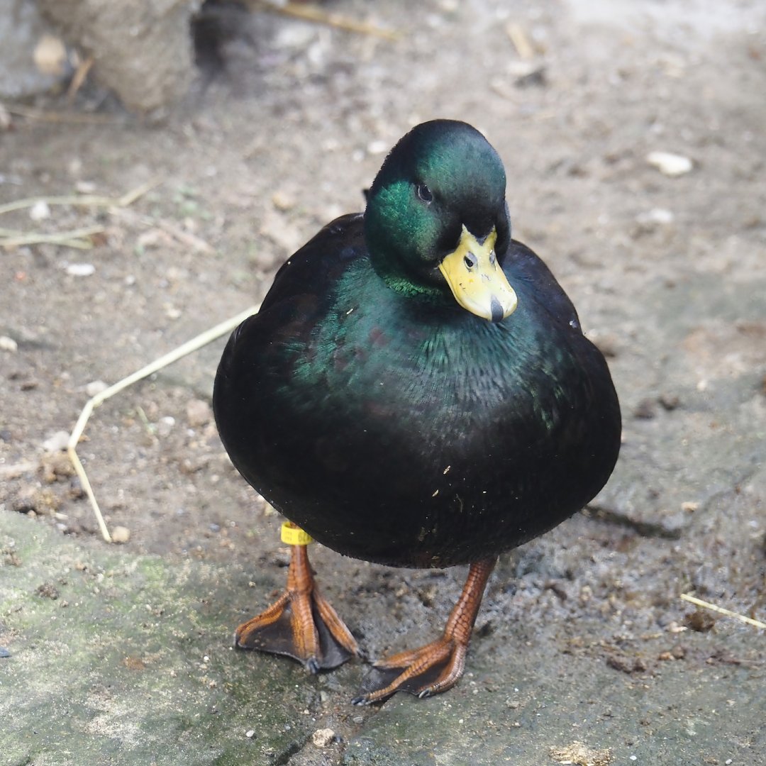 Domestic duck (Anas platyrhynchos domesticus), 2024-09-17