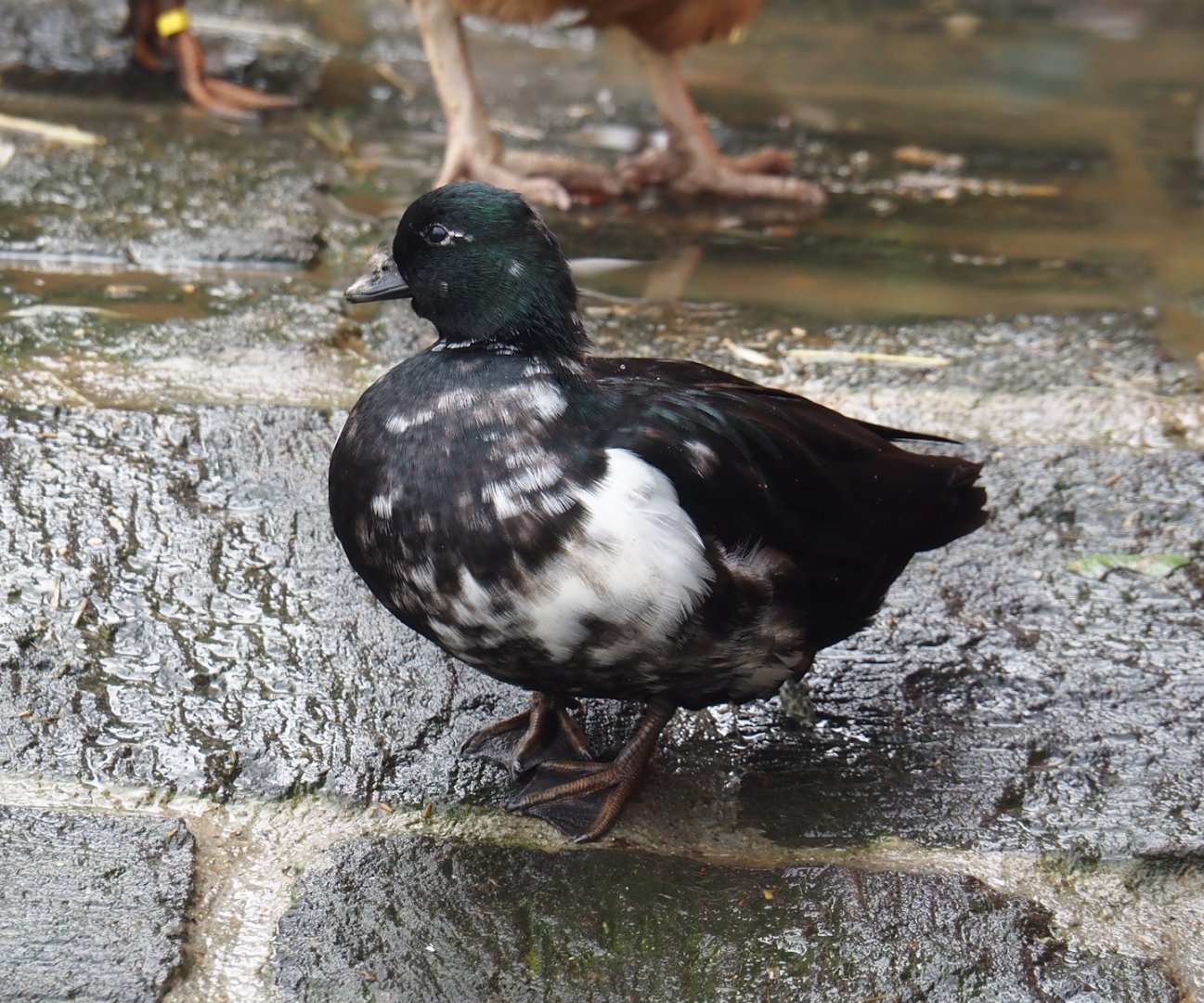 Domestic duck (Anas platyrhynchos domesticus), 2024-09-17