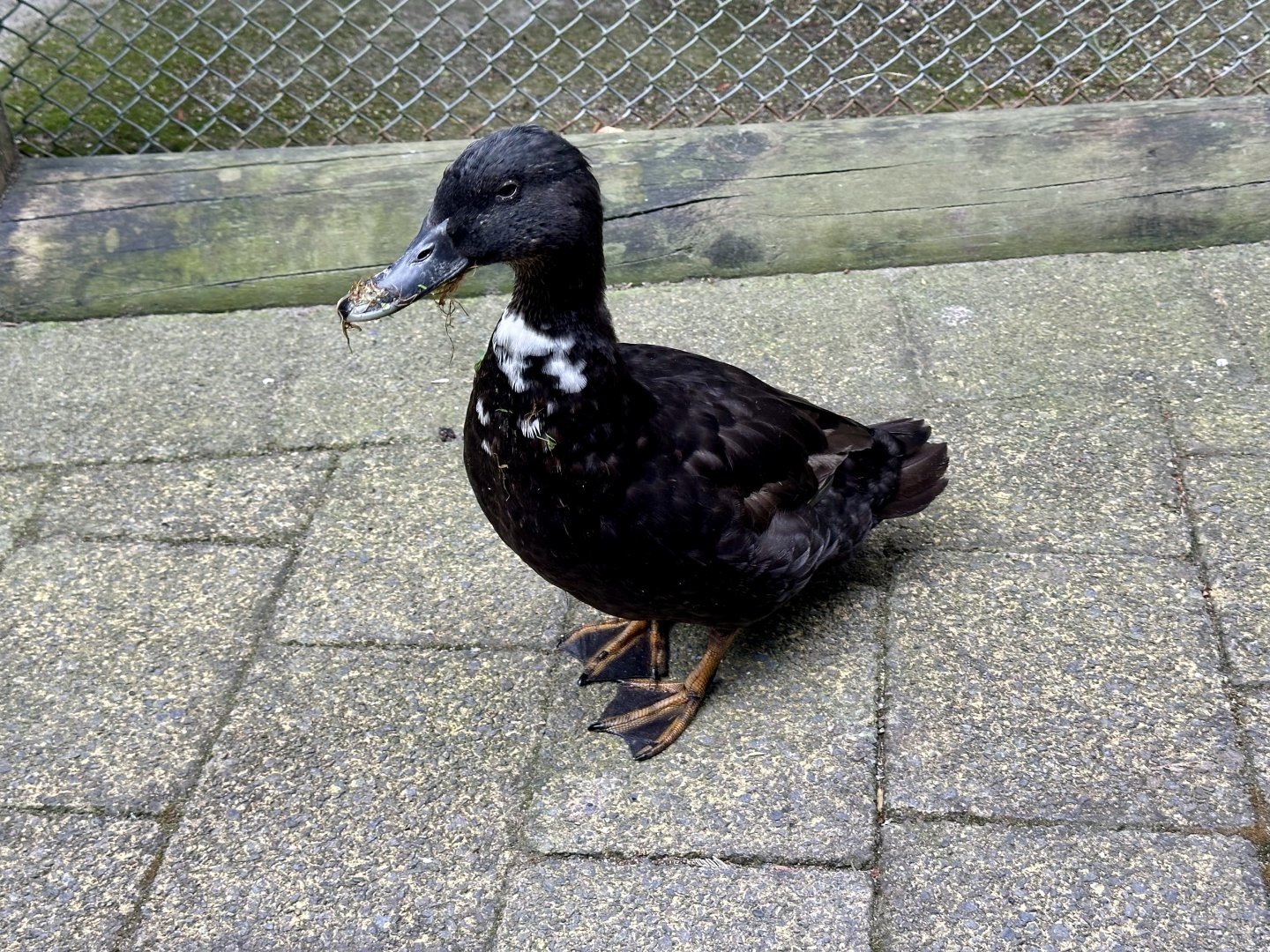 Domestic duck (Anas platyrhynchos domesticus)