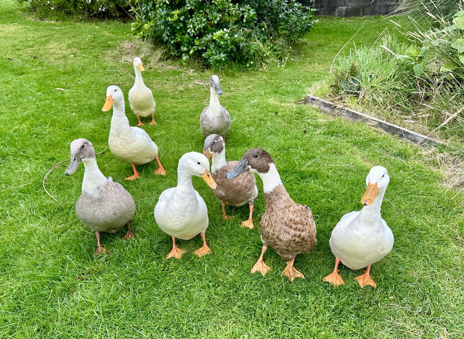 Domestic duck (Anas platyrhynchos domesticus)