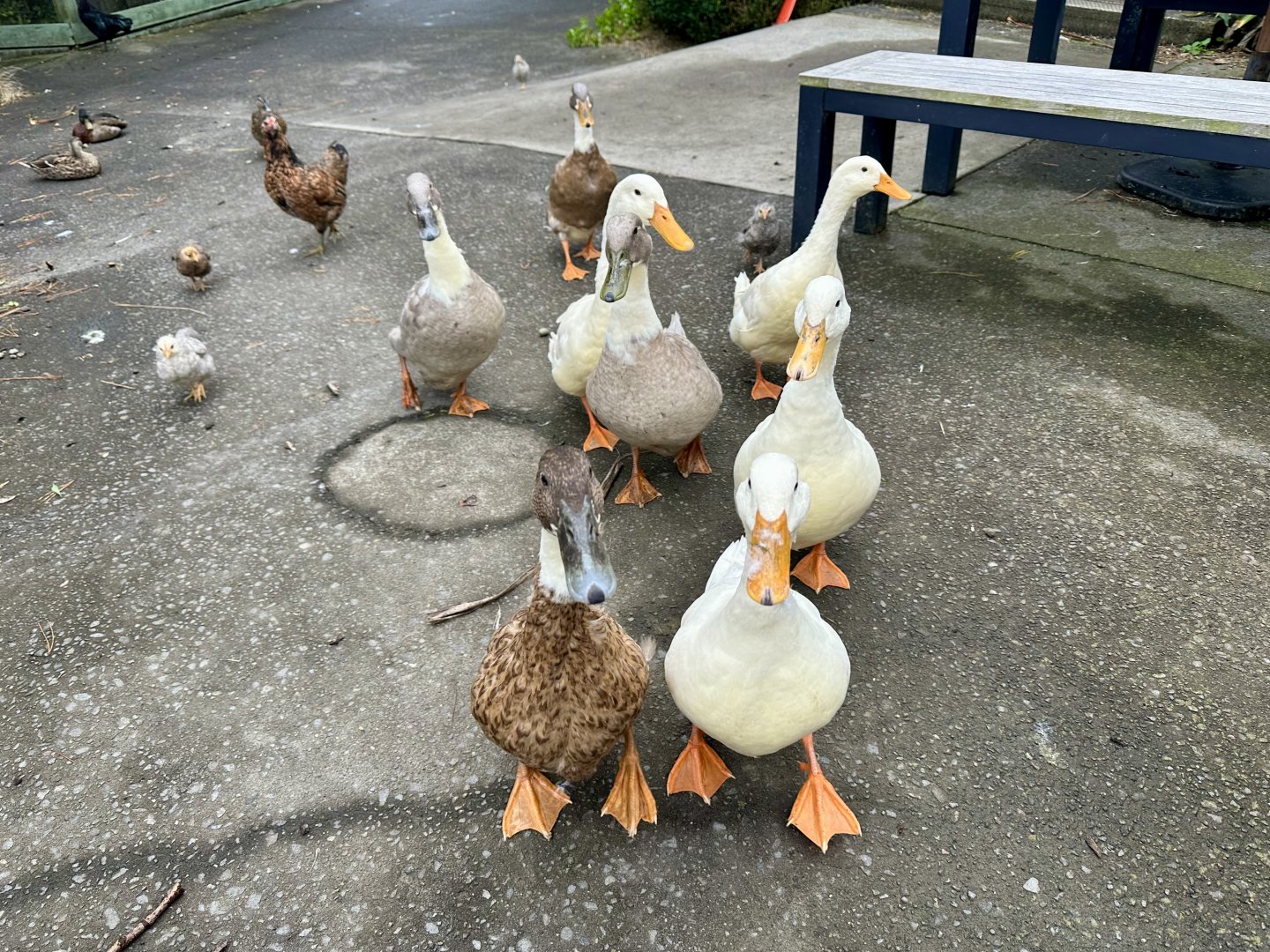Domestic duck (Anas platyrhynchos domesticus)