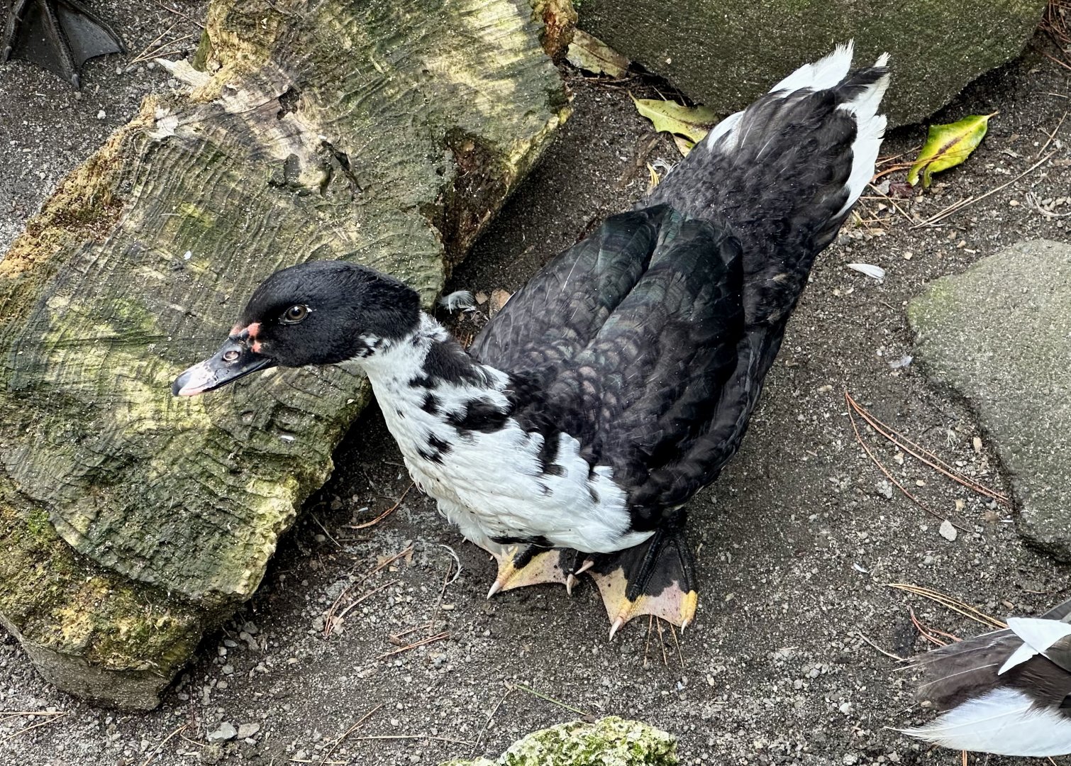 Domestic duck (Anas platyrhynchos domesticus)