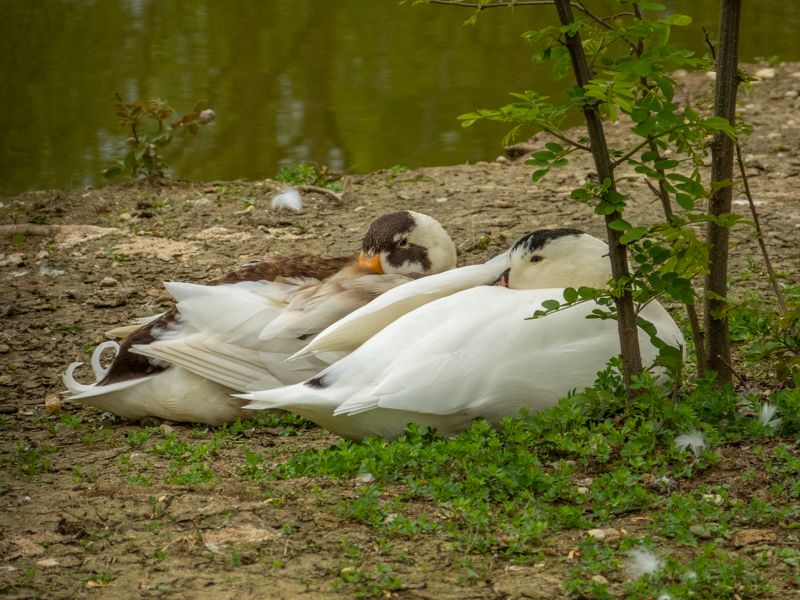 Domestic duck (Anas platyrhynchos f. domesticus)