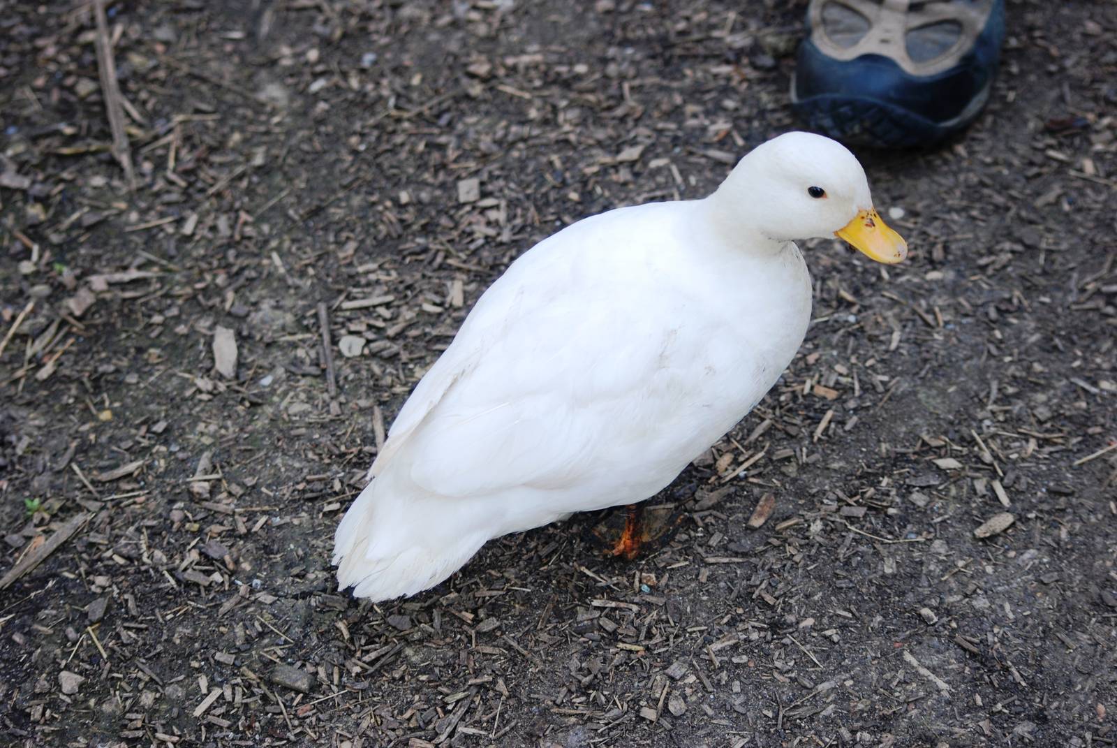 Domestic Duck at De Paay, 02/06/12
