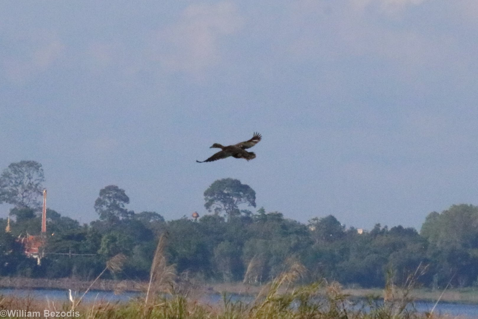 Domestic Duck - Bang Pra Non-hunting Area