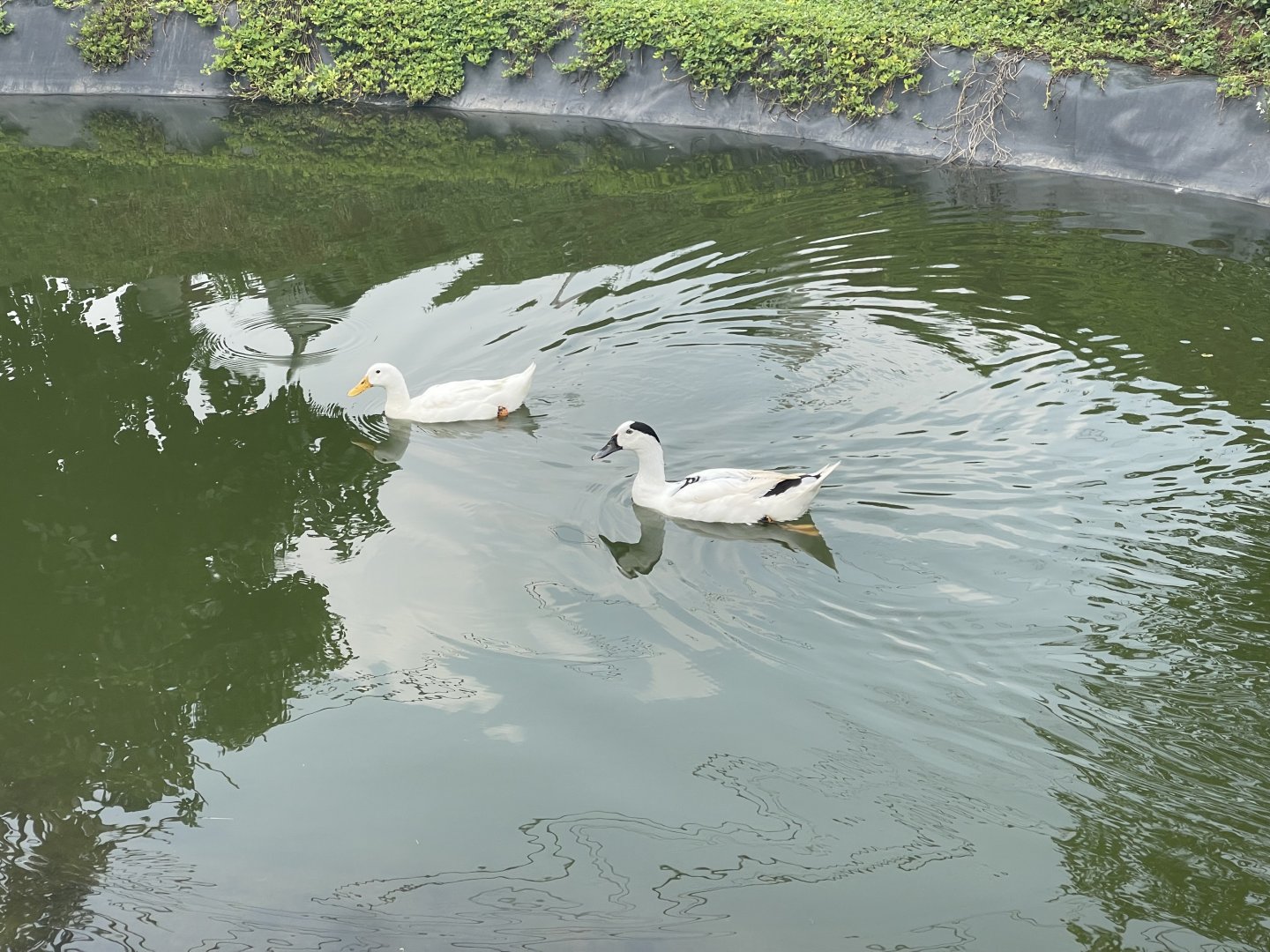 domestic duck (cairina moschata domestica) - aviary park