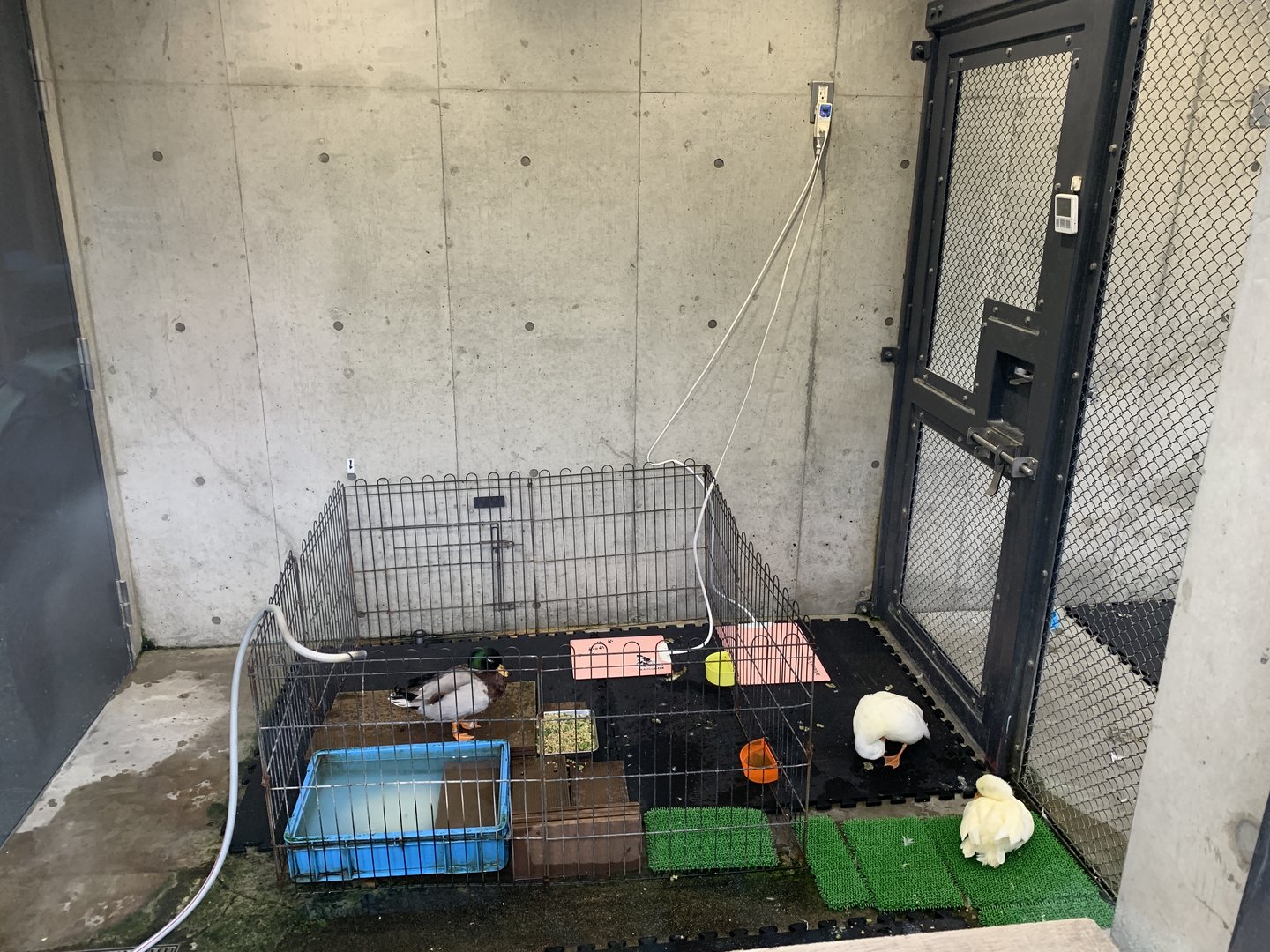 Domestic Duck Display