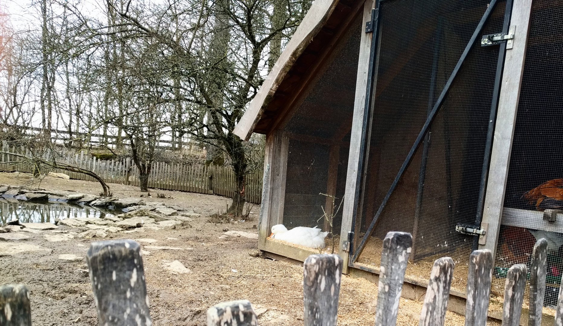 Domestic Duck/Domestic Chicken/Vorwerk Chicken Enclosure