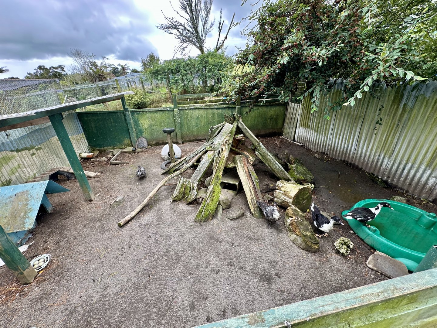 Domestic Duck Exhibit