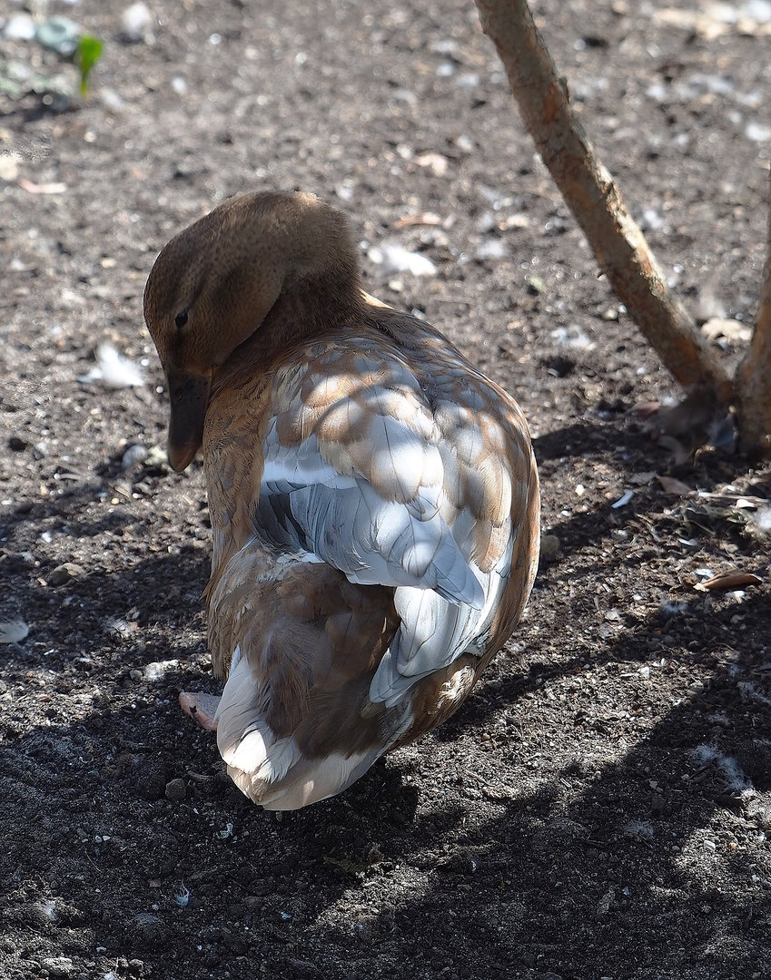 Domestic duck - Mallard hybrid (Anas platyrhynchos), 2022-08-28