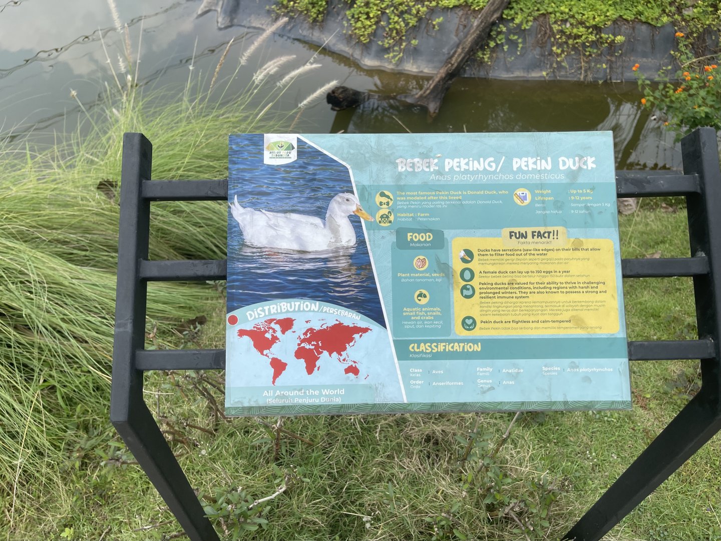 domestic duck signage - aviary park