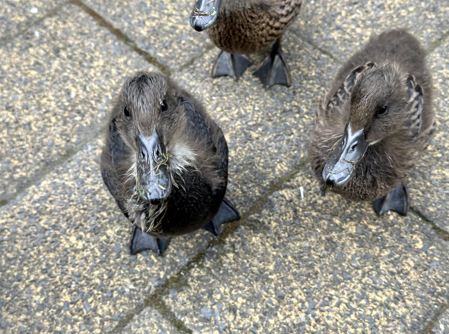 Domestic ducklings (Anas platyrhynchos domesticus)