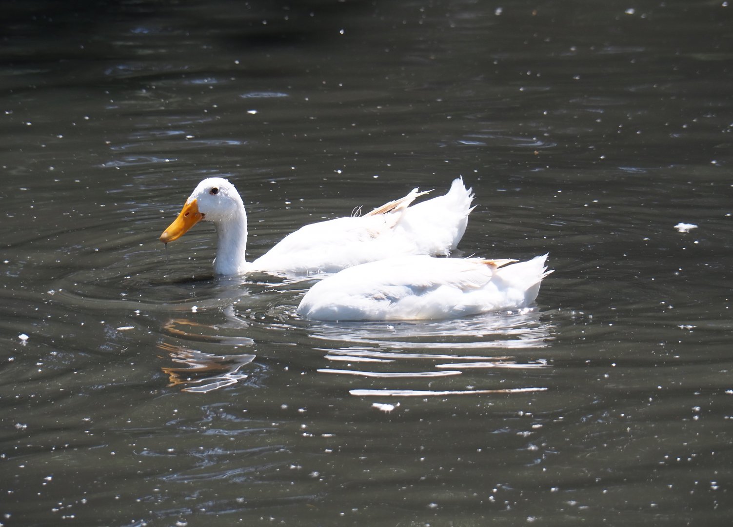 Domestic ducks (Anas platyrhynchos domesticus), 2019-06-01