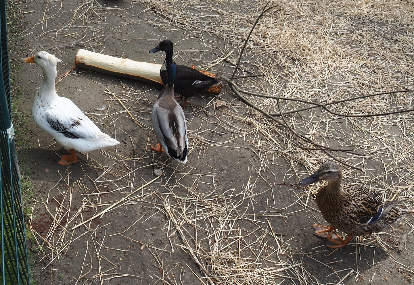 Domestic ducks (Anas platyrhynchos domesticus), 2024-05-11