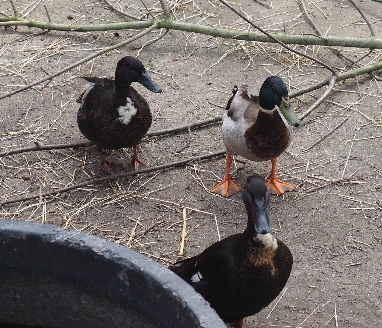 Domestic ducks (Anas platyrhynchos domesticus), 2024-05-11
