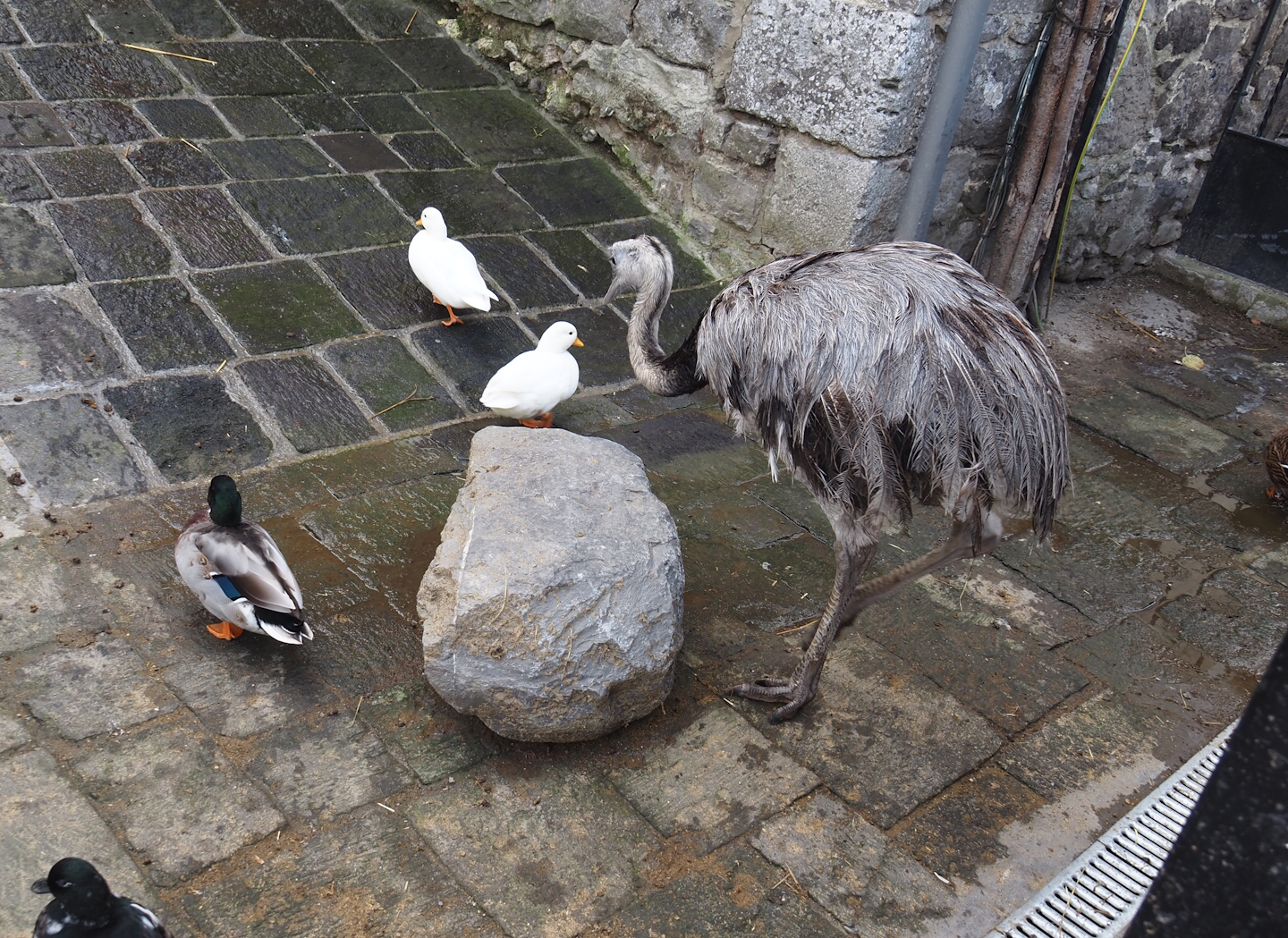 Domestic ducks (Anas platyrhynchos domesticus) and Greater rhea (Rhea americana), 2024-09-17