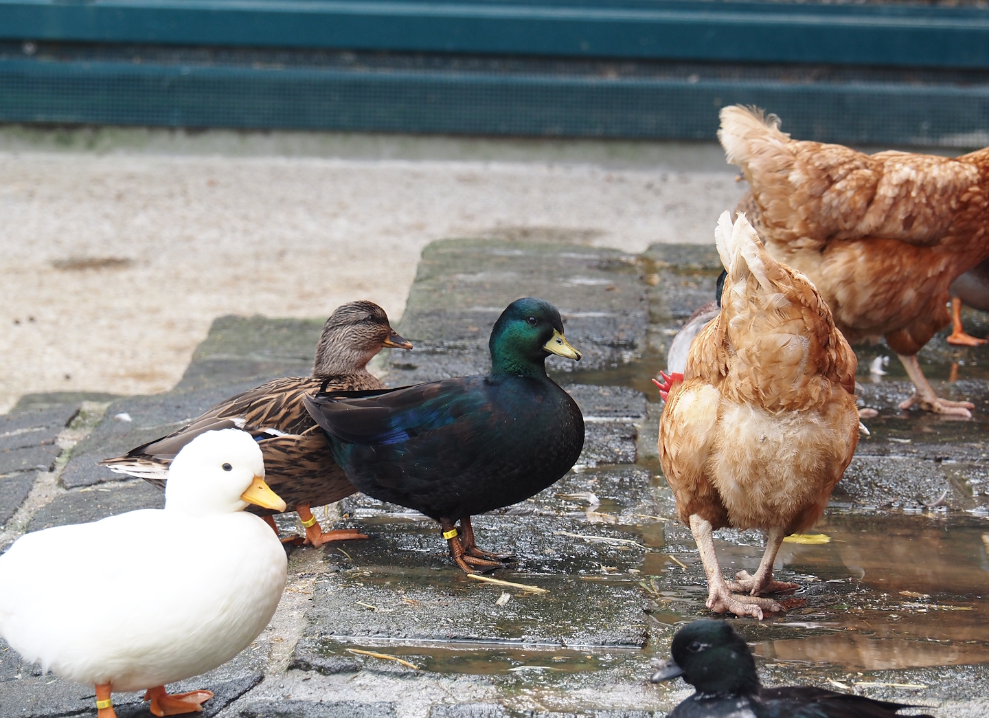 Domestic ducks (Anas platyrhynchos domesticus) and Red laying hen (Gallus gallus domesticus), 2024-09-17