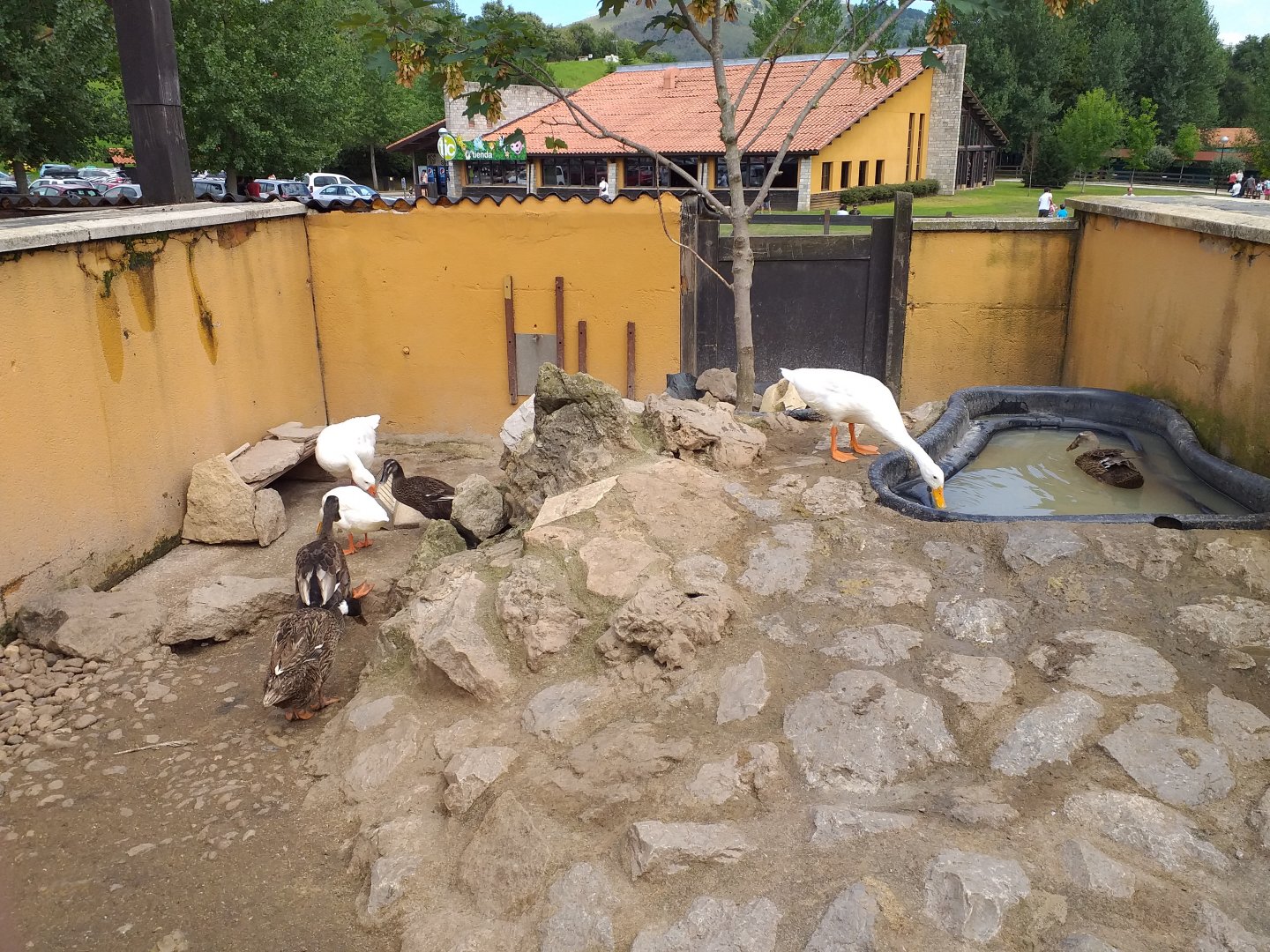 Domestic ducks-Cabarceno (2019)