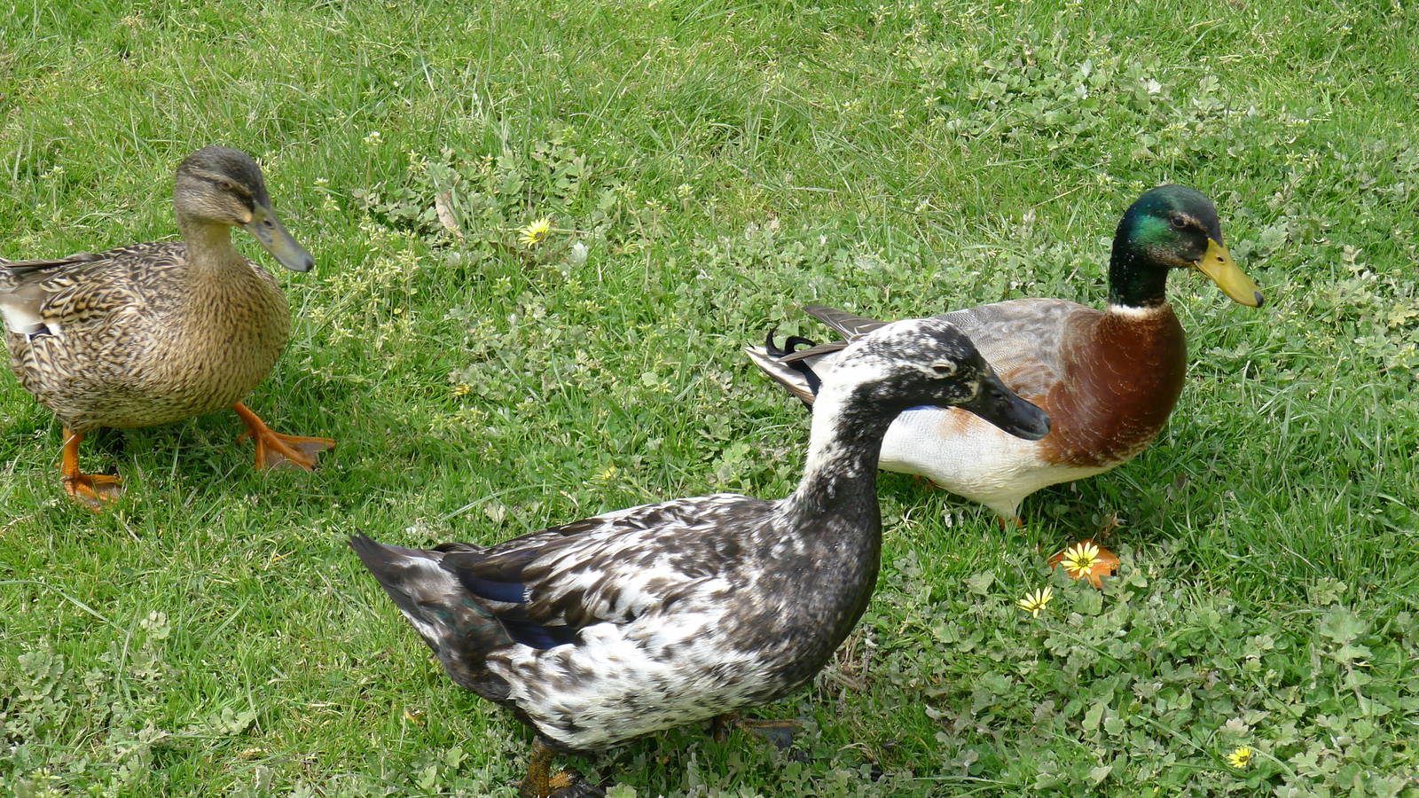 Domestic Ducks