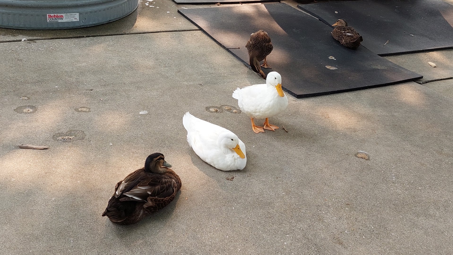 Domestic ducks