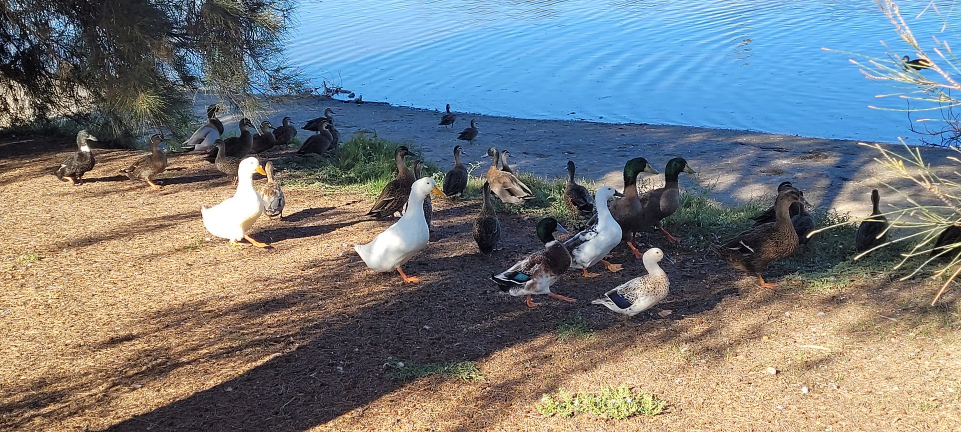 Domestic ducks