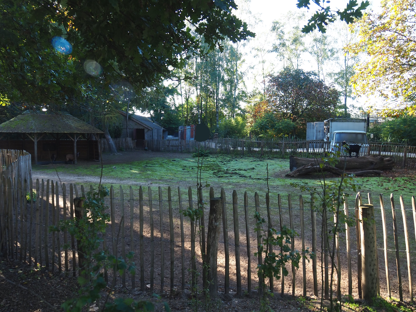 Domestic dwarf goat paddock, 2022-10-09