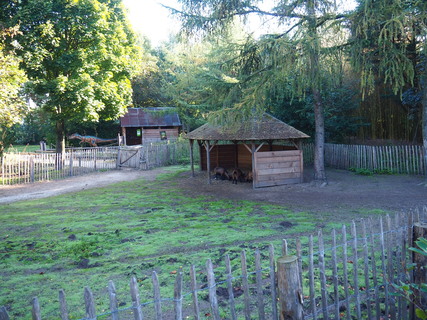 Domestic dwarf goat paddock, 2022-10-09