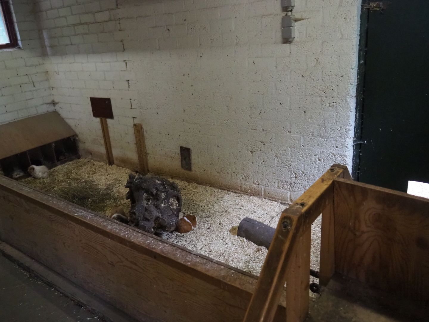 Domestic dwarf rabbit and domestic guinea pig indoor pen, 2019-05-25