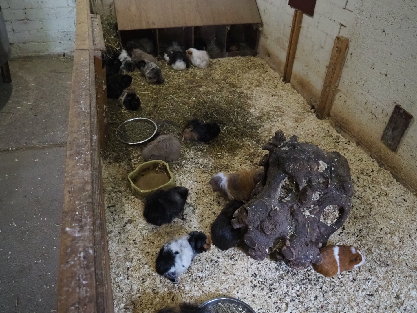 Domestic dwarf rabbit and domestic guinea pig indoor pen, 2019-05-25