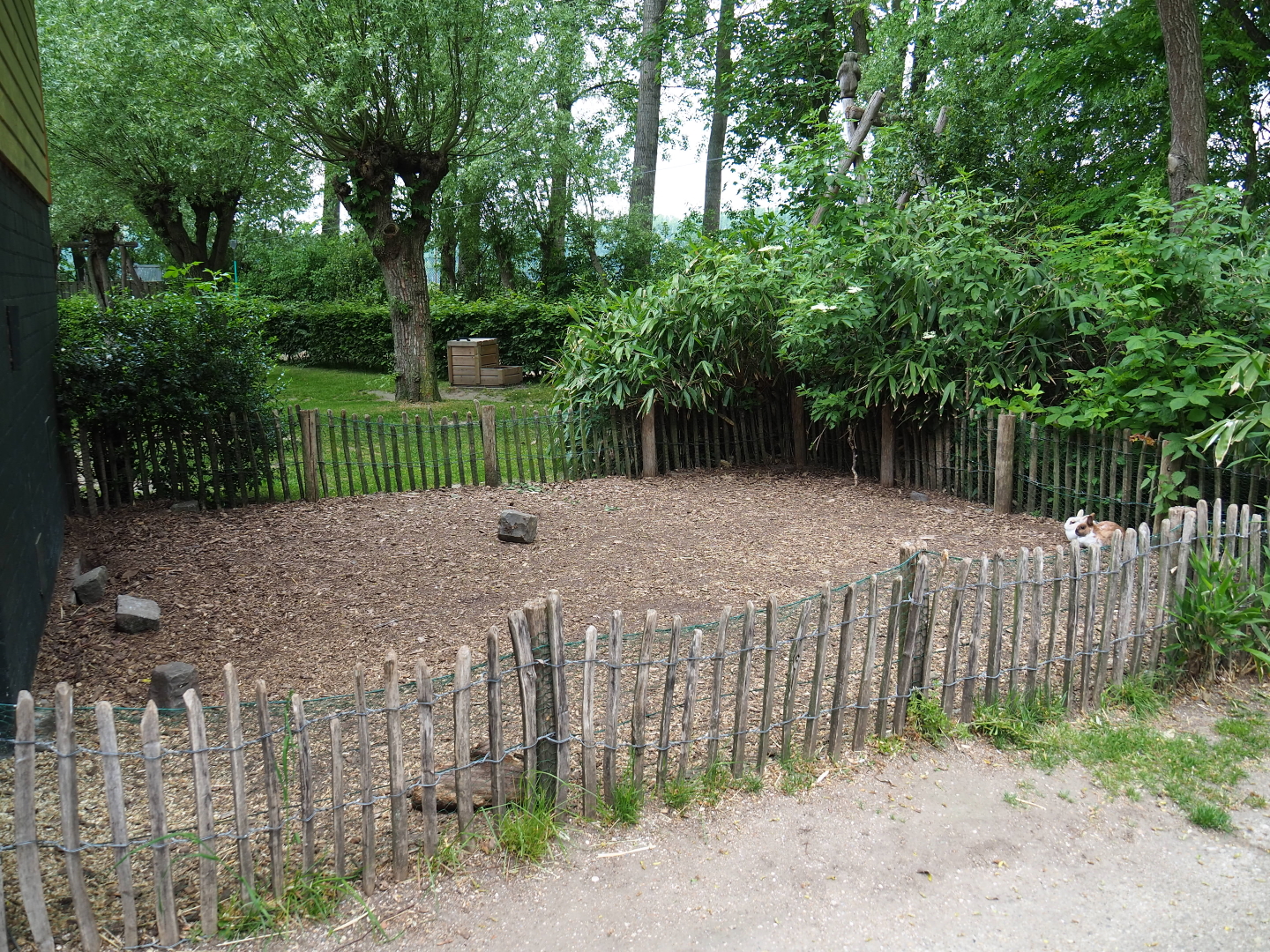 Domestic dwarf rabbit and domestic guinea pig outdoor pen, 2019-05-25