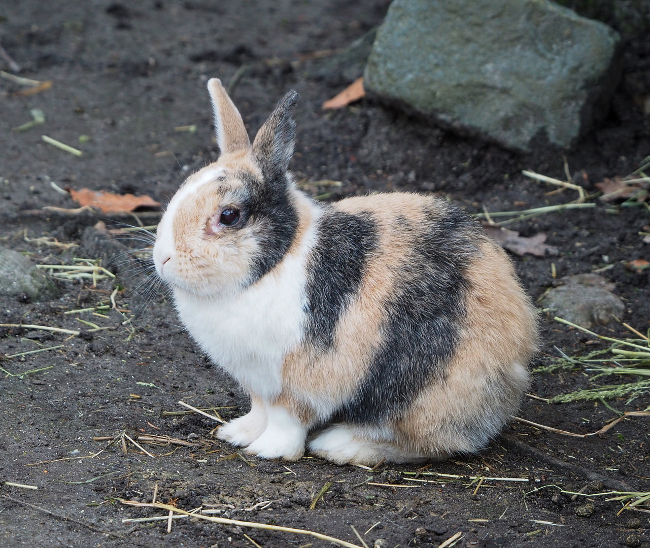 Domestic dwarf rabbit (Oryctolagus cuniculus domesticus), 2022-01-02